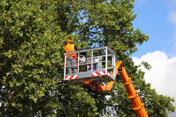 Best Hedge Trimming  in Osceola, IN